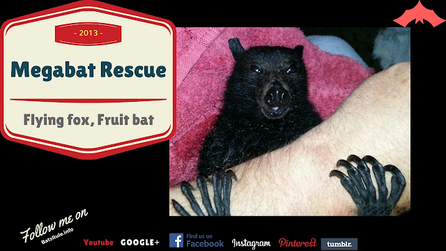 Rescue | Megabat black female from shipping container port Flying-fox Fruit bat