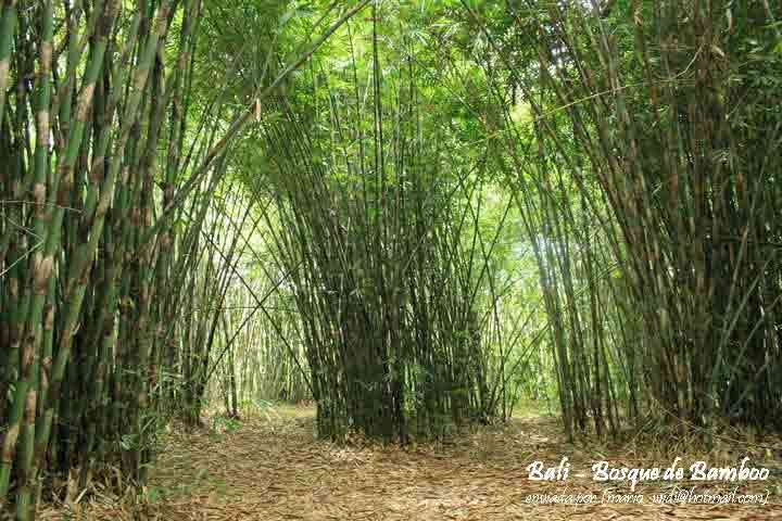  Hutan  Bambu  Wisata Bangli