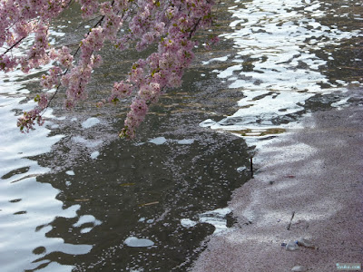 桜の天の川