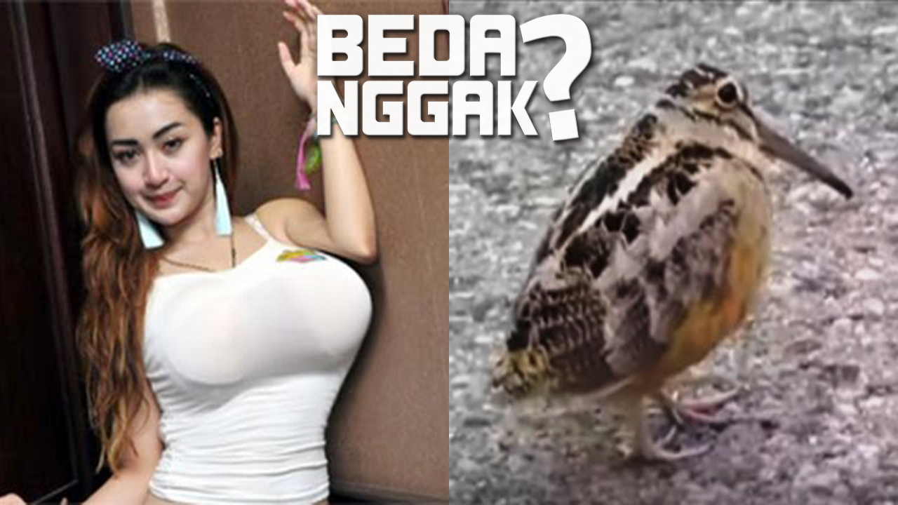 Joget Hot Manusia Vs Burung Goyang RNB Jagoan Mana Jangan