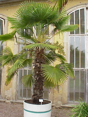 Видове палми - Trachycarpus
