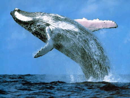 ikan paus