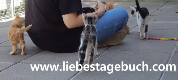 baby-cats-and-me