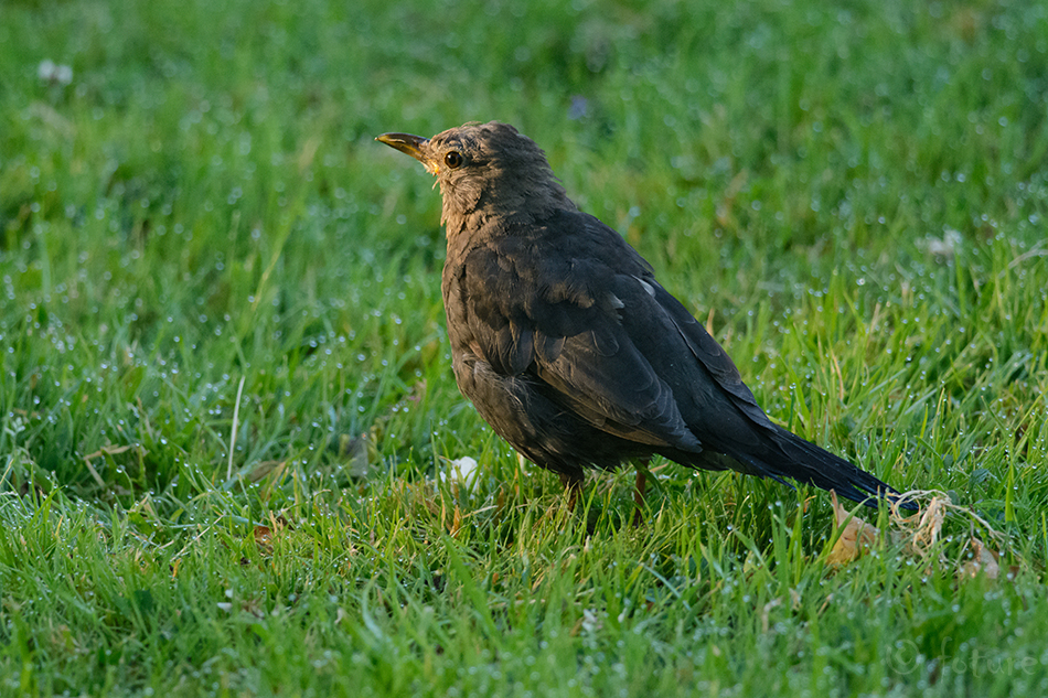 Musträstas, Turdus merula, Common Blackbird, rästas, Eurasian, Black Thrush, Manu pango