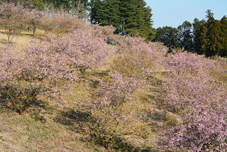 茨城県フラワーパーク河津桜