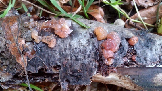 Jelly-fungus, Exidea nucleolus at Attingham Park
