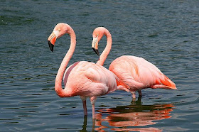 Flamenco rosado Phoenicopterus