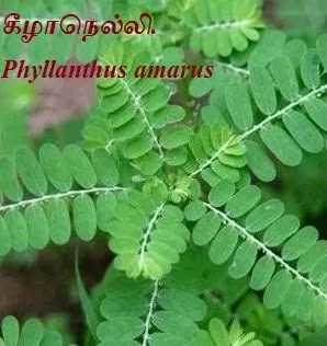 Phyllanthus amarus