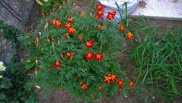 Marigolds has edible flowers. They are often used as an ingredient of salads and for decoration of desserts.