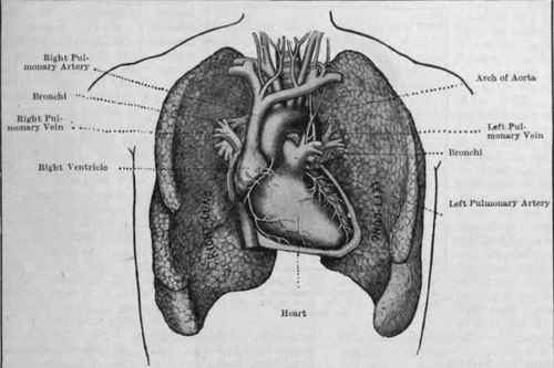 Human+heart+and+lungs+