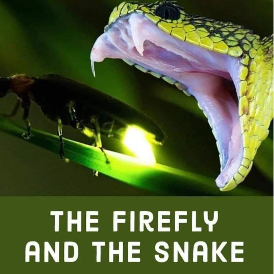 A snake began to chase a firefly that only lived to shine. The firefly stopped and said to the snake: