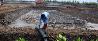 cara budidaya udang vaname air tawar,budidaya udang vaname di kolam terpal,cara budidaya udang vaname dengan plastik mulsa,cara budidaya udang vaname yang baik,