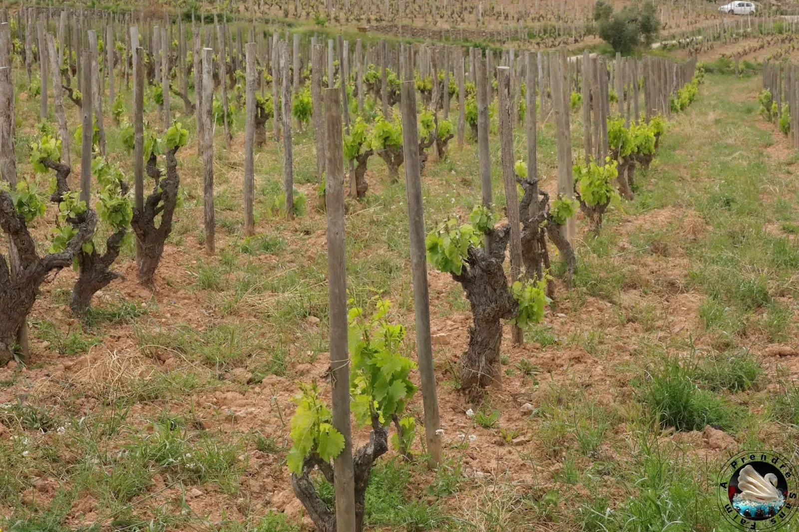 Visite et dégustation de vins à Vinyes Domènech - Capçanes