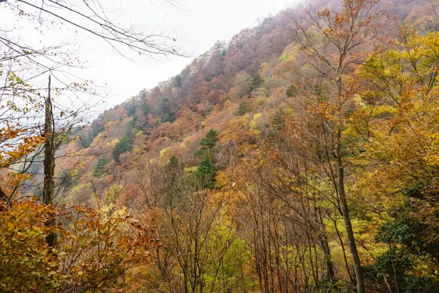 マムシ岩付近の紅葉～奥多摩・雲取山登山道