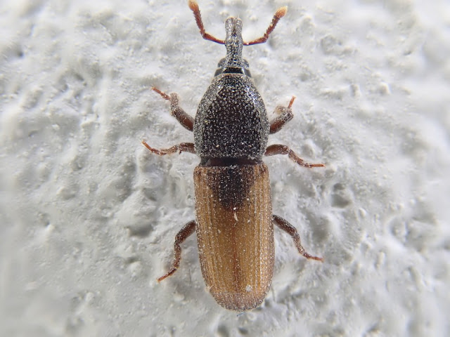 Mesites pallidipennis