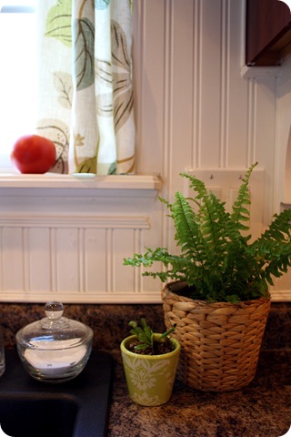 fern in kitchen ikea pot