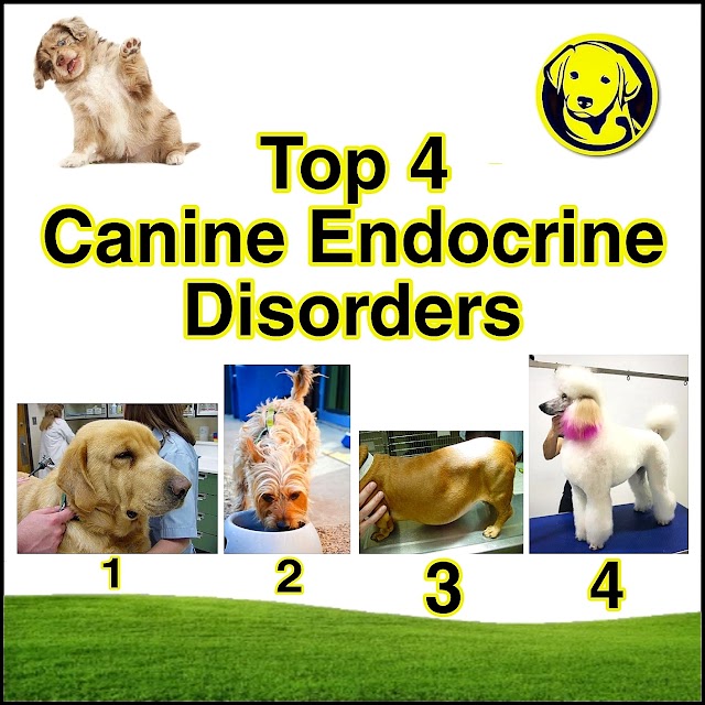 Free Download Top 4 Canine Endocrine Disorders Full Pdf
