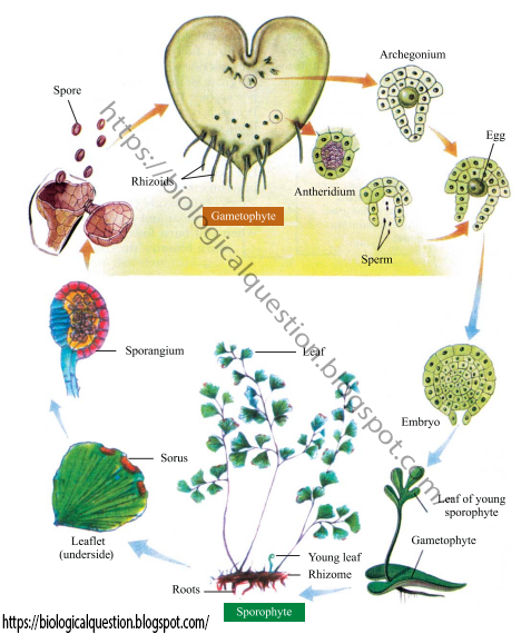 Diagram of Life Cycle of Ferns (Adiantum)