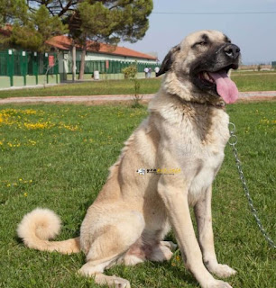 Anatilian Shepherd