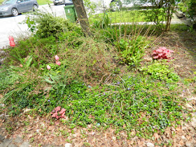 Wychwood Front Yard Spring Cleanup Toronto Before by Paul Jung Gardening Services--a Toronto Organic Gardener