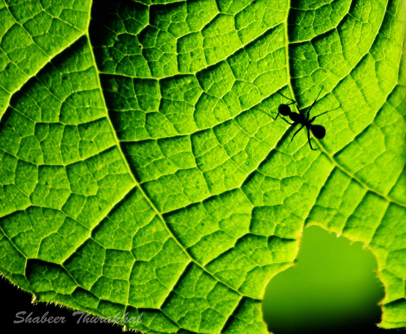 transparent leaf