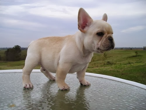 French Bulldog HD Wallpapers