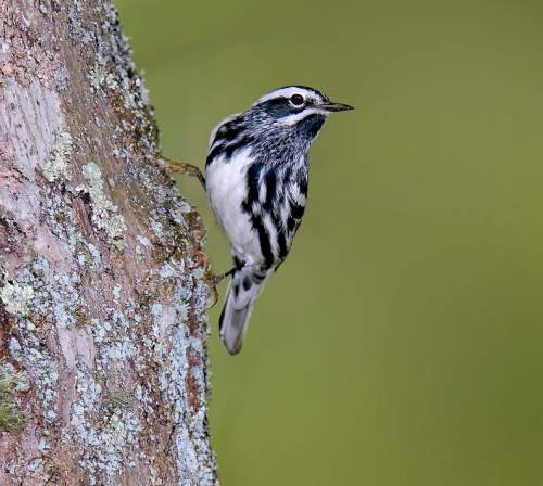 Black-and-white warbler - Mniotilta varia