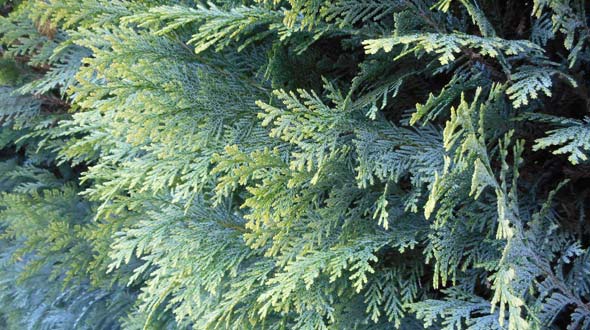 Evergreen thuja hedge trees