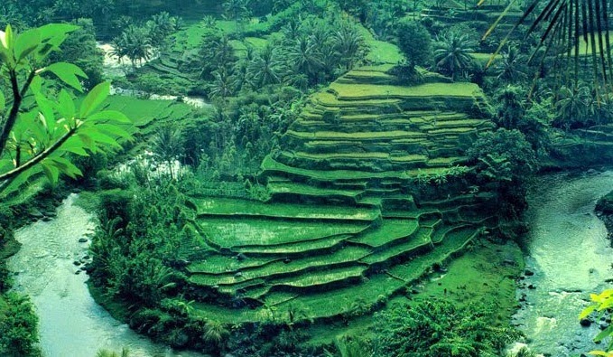 rice field