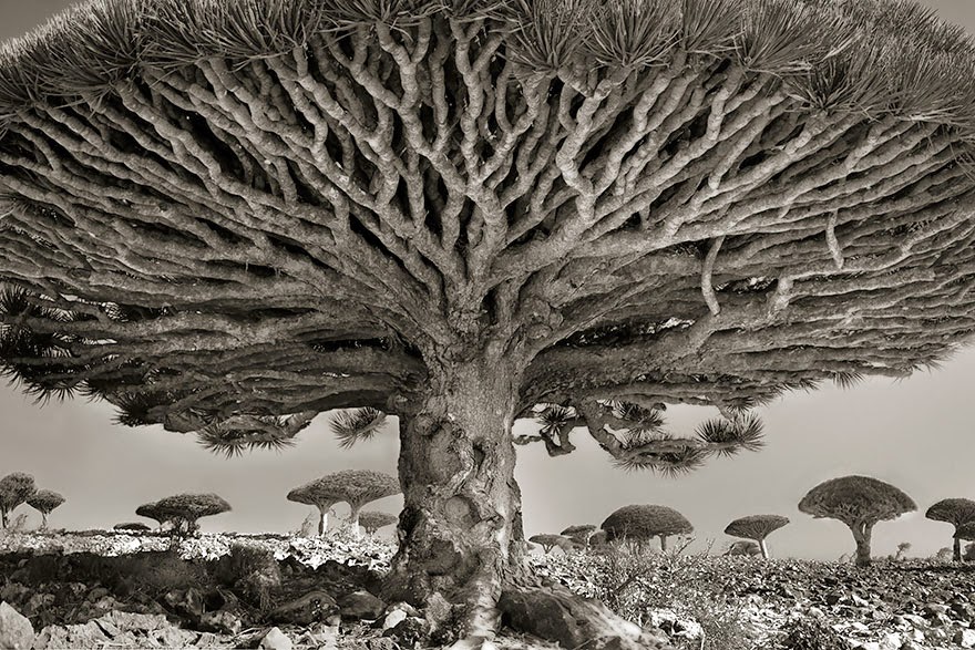 This Woman Has Spent The Last 14 Years Photographing The World's Oldest Trees