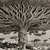 This Woman Has Spent The Last 14 Years Photographing The World's Oldest Trees