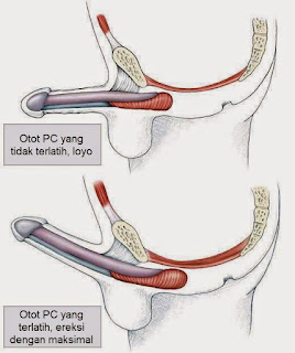 latihan senam kegel, senam kegel, cara memperkuat penis, cara memperkuat ereksi penis