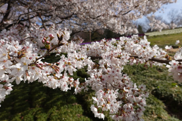 鳥取県西伯郡南部町鶴田 とっとり花回廊 花の丘 ソメイヨシノ（染井吉野）