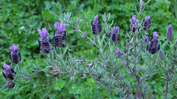 Arching purple Spanish lavender branch with grassy background