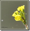 Yellow Evening Primrose