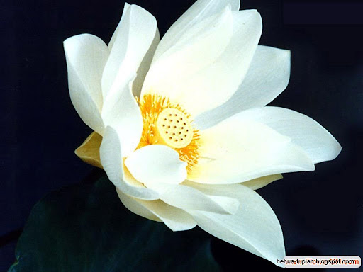 荷花图片Lotus Flower:m2w75yh2ci7dx4