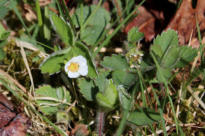 Aardbeiganzerik - Ierdbeisulverblêd - Potentilla sterilis