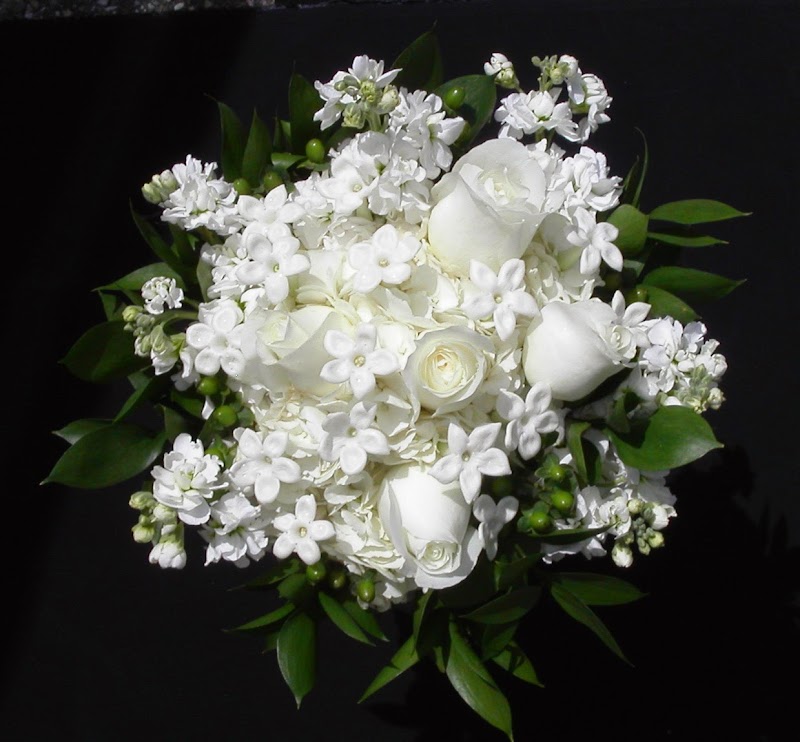 12+ Foto Bunga Mawar Putih, Spesial!