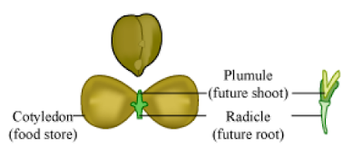 CONCEPT OF HOW DO ORGANISMS REPRODUCE