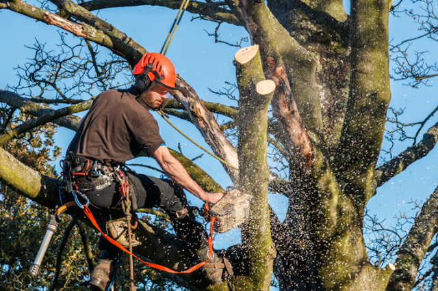 tree removal services Myakka city