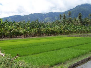 tanaman padi sawah