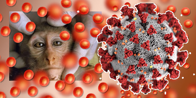 monkeypox-symptoms-in-hindi-virus-treatment
