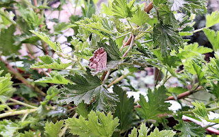 Mariposas del geranio (Cacyreus marshalli).