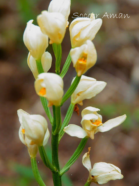 Cephalanthera falcata