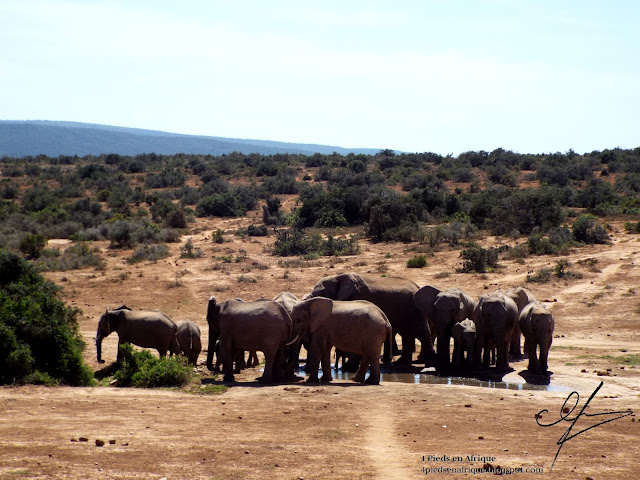 Addo Elephant National Park a été fondé pour protéger les éléphants