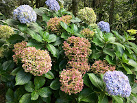 Hortênsias Parque Amantikir em Campos do Jordão