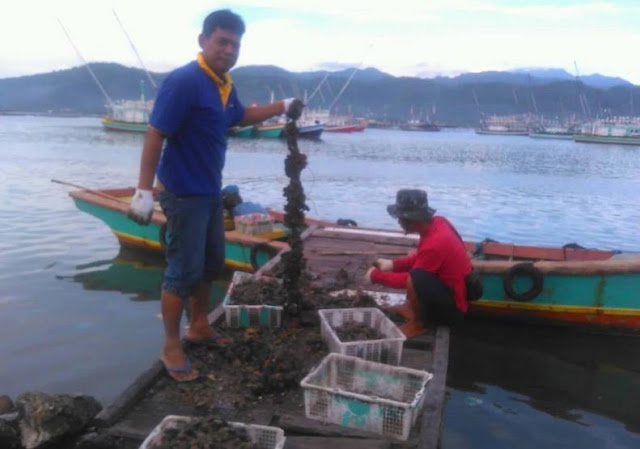 Tempat penghasil Kerang Hijau di Bandalampung