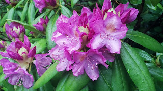 rhododendron blooming