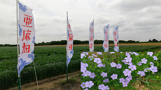 当別町・亜麻畑