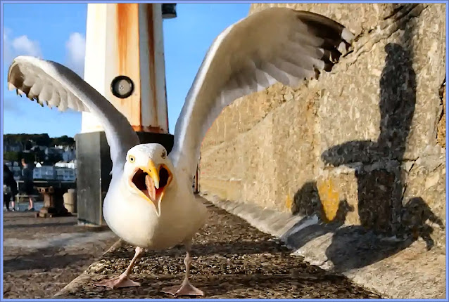 Grumpy Gulls